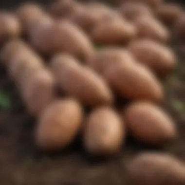 Harvested sweet potatoes showcasing their size and quality