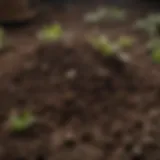A close-up view of ideal potting soil blend showcasing texture and composition