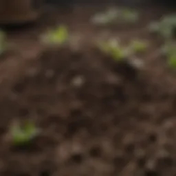 A close-up view of ideal potting soil blend showcasing texture and composition