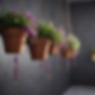 Close-up of purple flowers in hanging pots