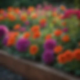 Beautifully lined raised flower bed showcasing vibrant blooms