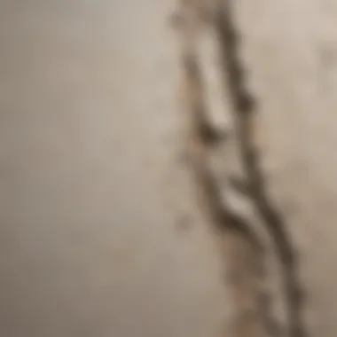 Detailed View of Plaster Crack Close-up of a cracked plaster wall showing texture