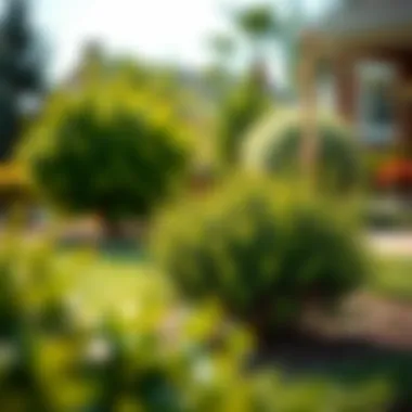 Healthy new shrubs thriving in a landscaped front yard
