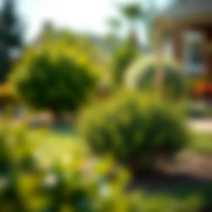 Healthy new shrubs thriving in a landscaped front yard