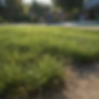 Visual Assessment of Lawn Health Assessing lawn health visually