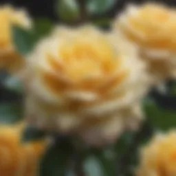 Close-up of a lemon-scented rose in full bloom