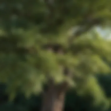 Close-up of a tree with striking foliage suitable for landscaping