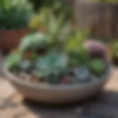 Charming Succulent Arrangement Charming small front yard featuring succulents and decorative rocks