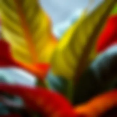 A close-up of vibrant foliage from a large rubber plant