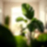 Lush Monstera plant in a bright living room