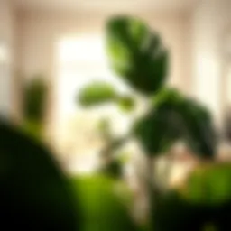 Lush Monstera plant in a bright living room