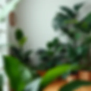 Serene indoor corner featuring various large houseplants