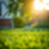Vibrant green lawn with freshly planted grass seed