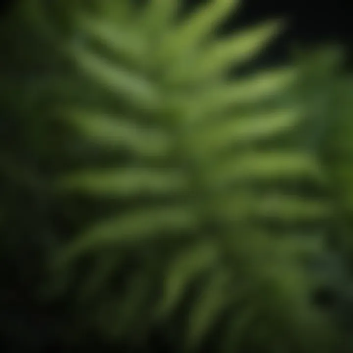 A close-up of a vibrant green fern showing intricate leaf patterns.