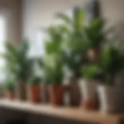 A lush collection of various indoor houseplants arranged on a stylish shelf.