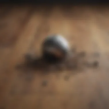 Variety of Debris Found on Hardwood Floors Different debris types on hardwood floor
