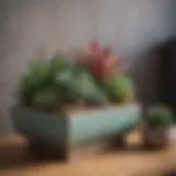 A vibrant arrangement of various succulents in decorative pots on a modern shelf.