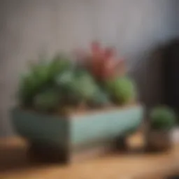 A vibrant arrangement of various succulents in decorative pots on a modern shelf.