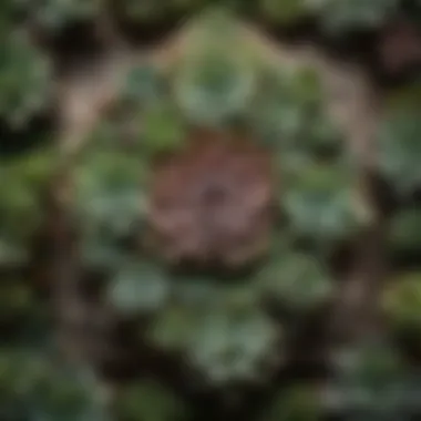 A creative wall installation featuring an array of succulents in geometric frames.