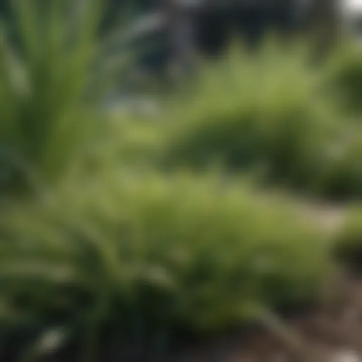 Diverse grass types for lawns