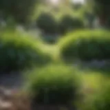 A close-up view of lush green cool-season grass thriving in a garden