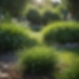 A close-up view of lush green cool-season grass thriving in a garden