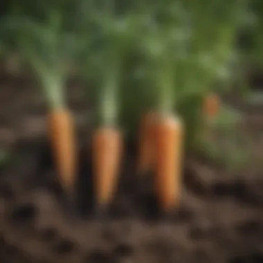 Row of healthy carrots peeking out from the soil