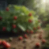 A lush garden filled with June-bearing strawberry plants showcasing ripe fruit.