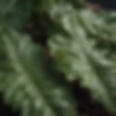 Close-up of wrinkled plant leaves showing signs of stress