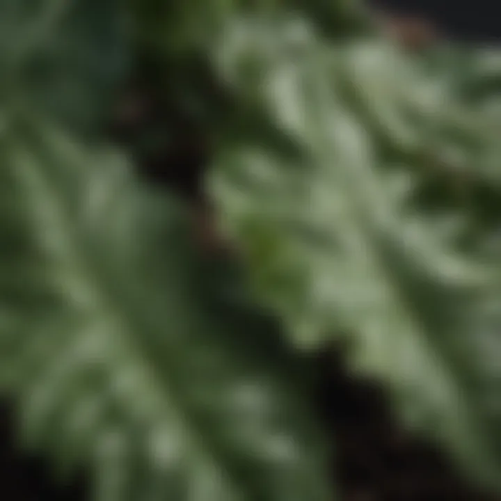 Close-up of wrinkled plant leaves showing signs of stress