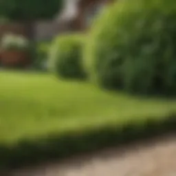 A lush green lawn showing the benefits of dethatching