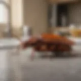 Close-up of a cockroach on a kitchen counter