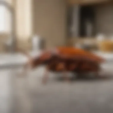 Close-up of a cockroach on a kitchen counter