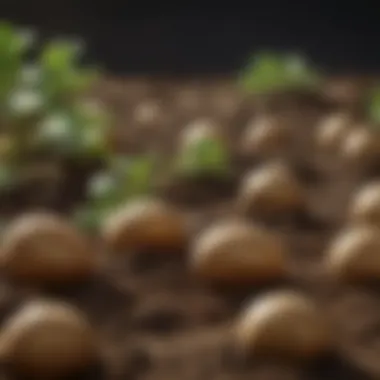 Nutrient-rich Soil for Potatoes Nutrient-rich soil for potatoes