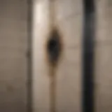 Close-up view of black mold on shower tiles