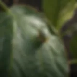 Close-up of common house plant pests on a leaf