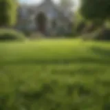 A lush green lawn showcasing the effects of spring fertilizer application