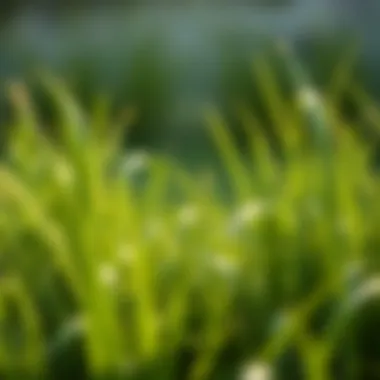 Varieties of Grass and Their Needs Diverse grass types