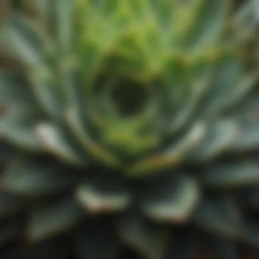 Close-up of succulent leaves showing signs of dehydration