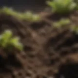 A close-up view of healthy garden soil rich in organic matter