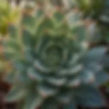 Close-up of succulent leaves showing signs of dehydration