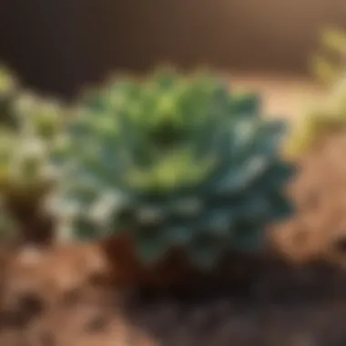 Succulent plant thriving in a well-draining potting mix